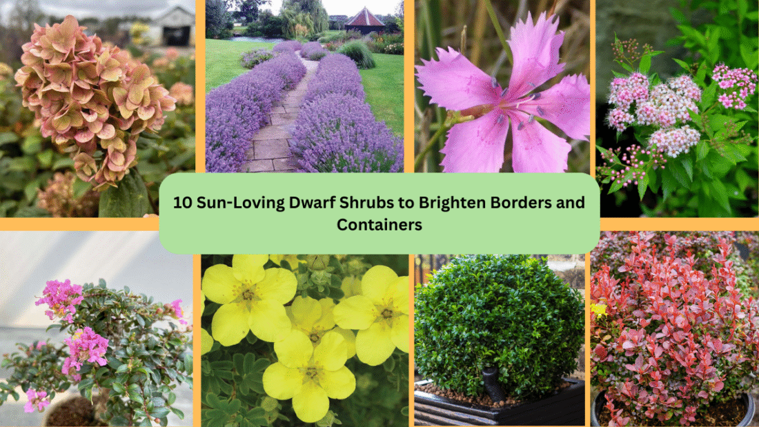 10 Sun-Loving Dwarf Shrubs to Brighten Borders and Containers