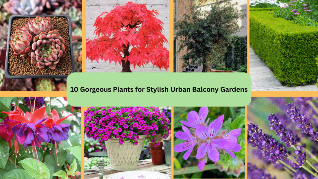 10 Gorgeous Plants for Stylish Urban Balcony Gardens