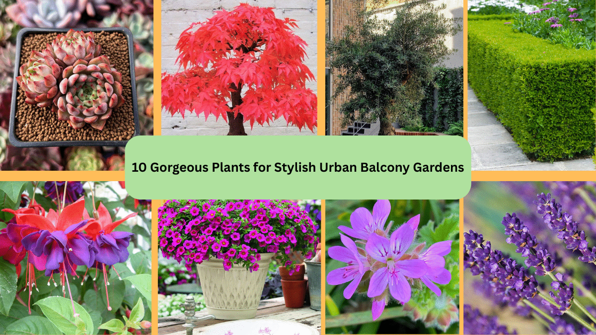 10 Gorgeous Plants for Stylish Urban Balcony Gardens