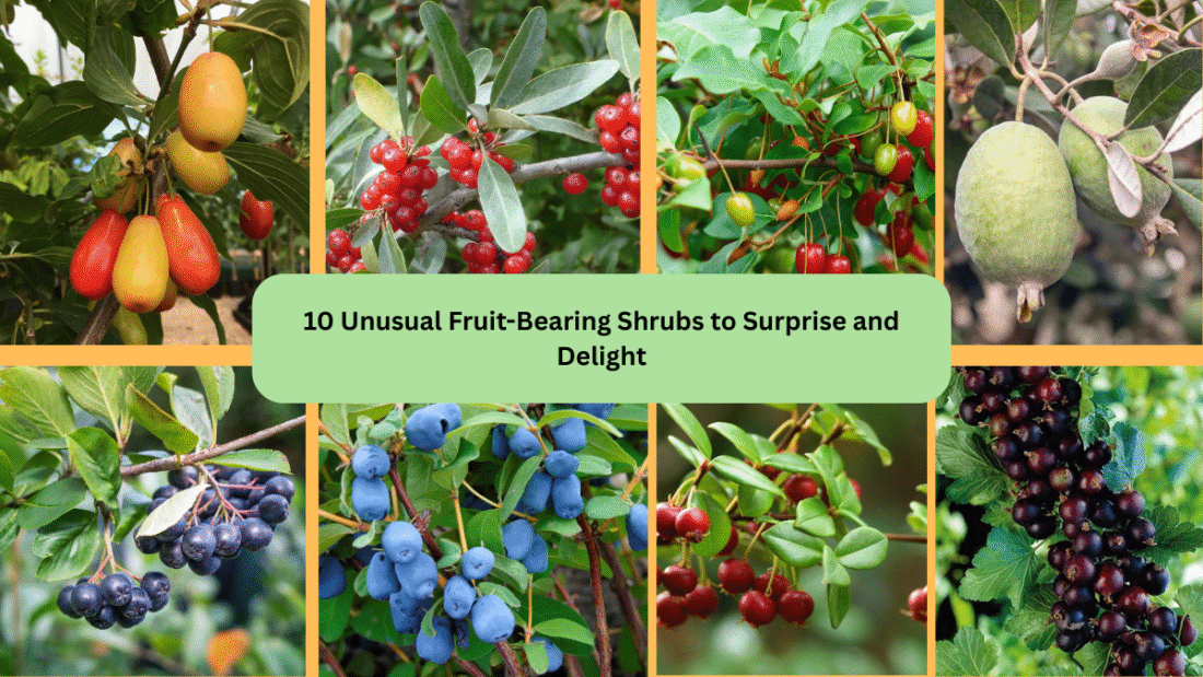 10 Unusual Fruit-Bearing Shrubs to Surprise and Delight