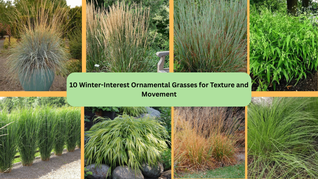 10 Winter-Interest Ornamental Grasses for Texture and Movement