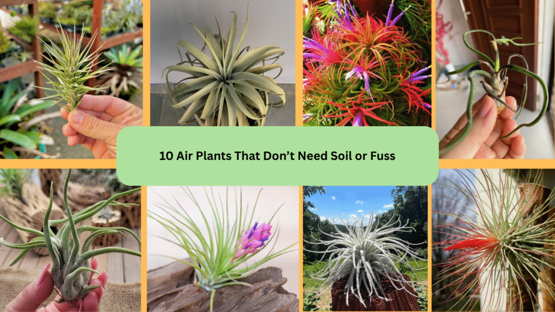 10 Air Plants That Don’t Need Soil or Fuss