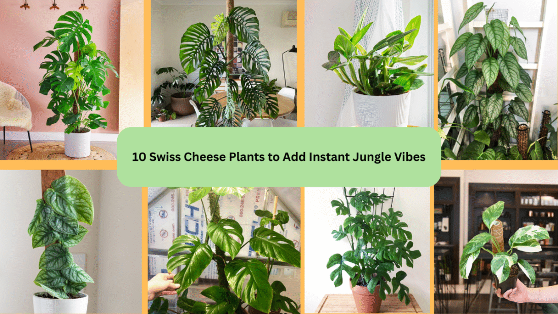 10 Swiss Cheese Plants to Add Instant Jungle Vibes