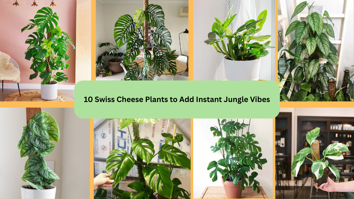 10 Swiss Cheese Plants to Add Instant Jungle Vibes
