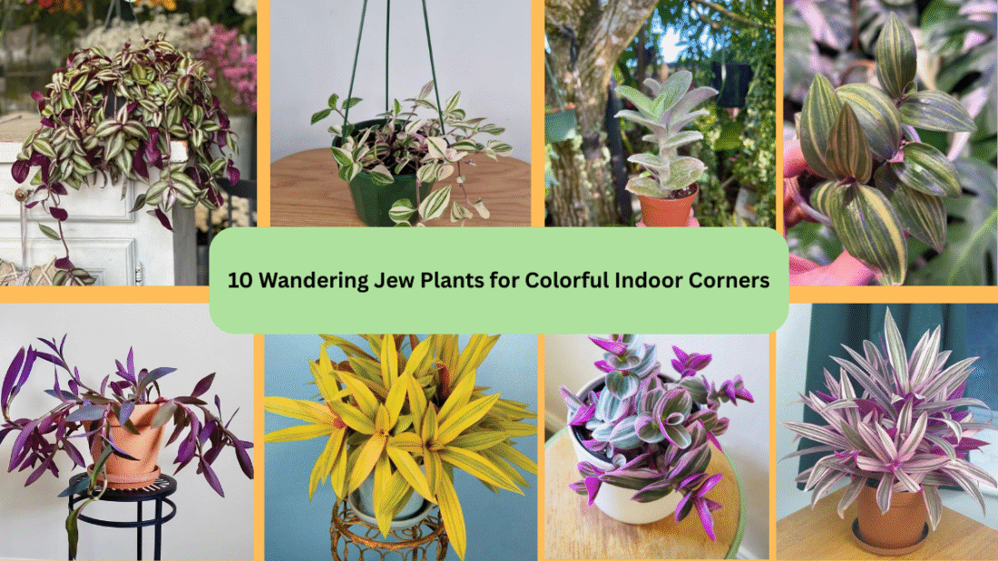 10 Wandering Jew Plants for Colorful Indoor Corners