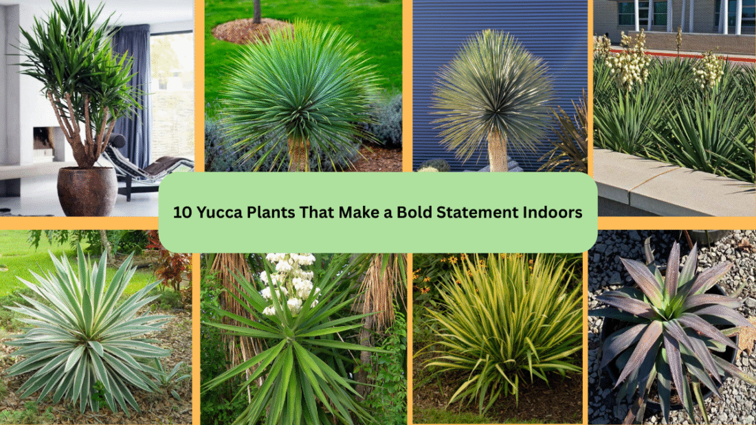10 Yucca Plants That Make a Bold Statement Indoors