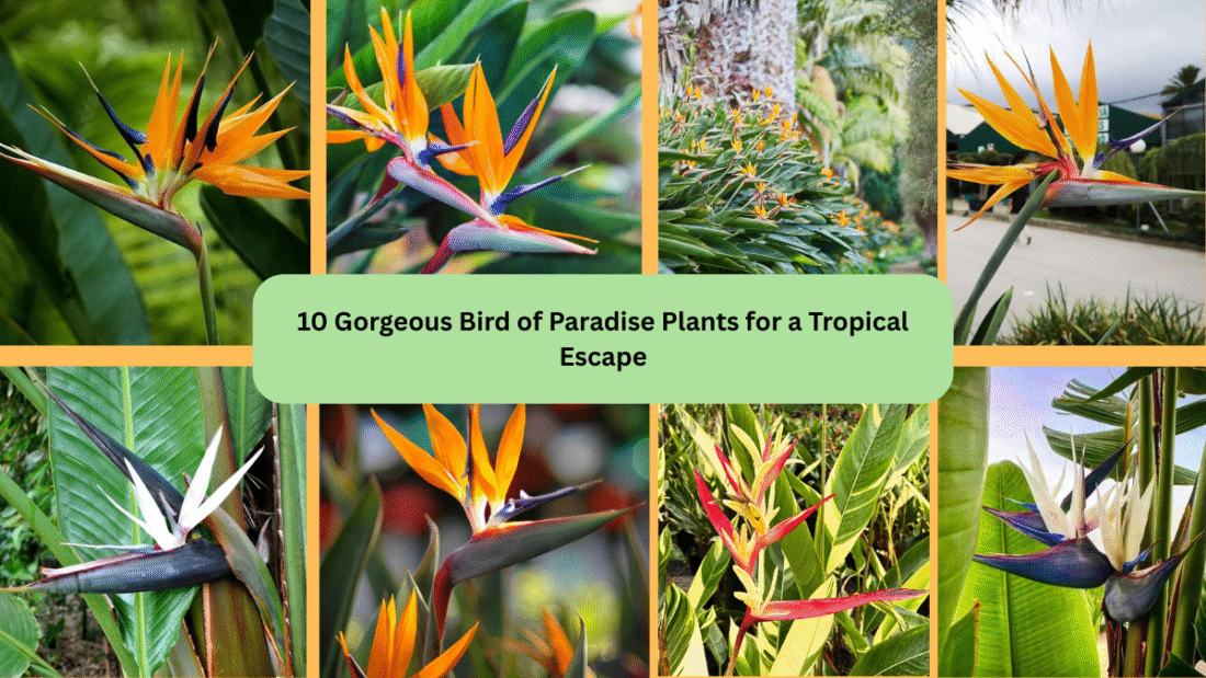 10 Gorgeous Bird of Paradise Plants for a Tropical Escape