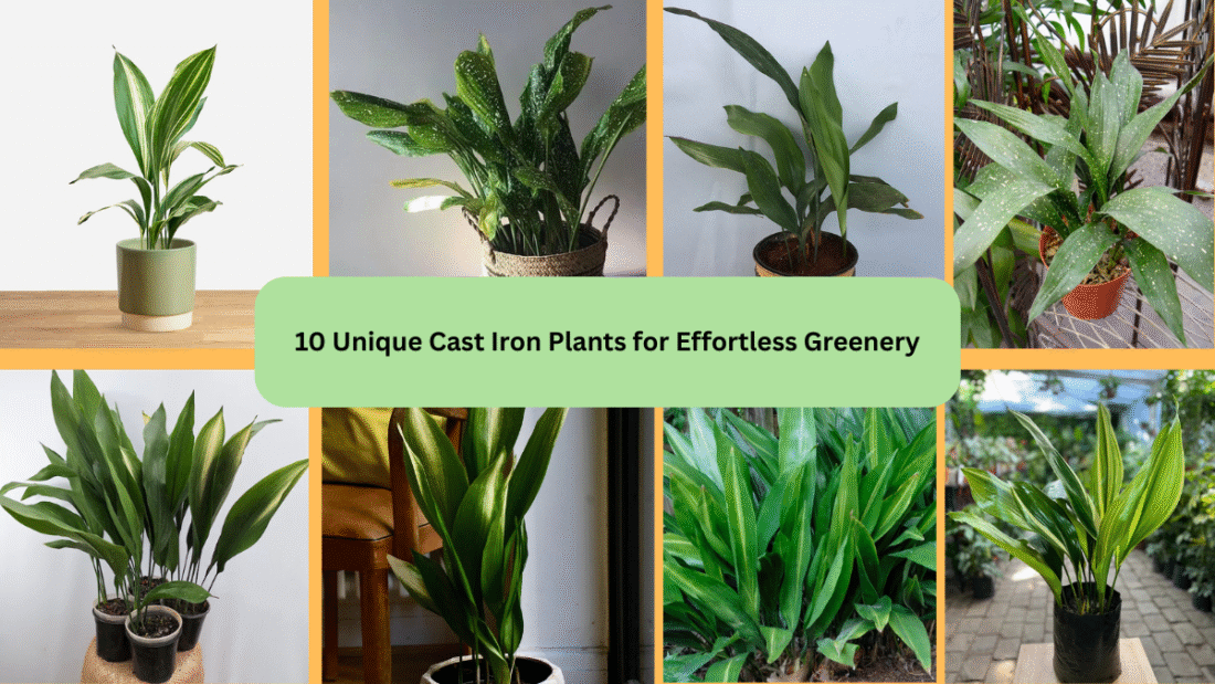 10 Unique Cast Iron Plants for Effortless Greenery