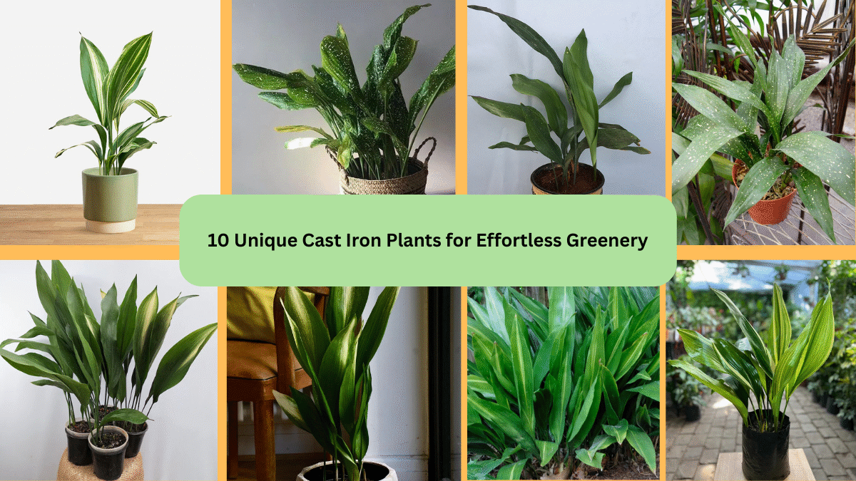10 Unique Cast Iron Plants for Effortless Greenery
