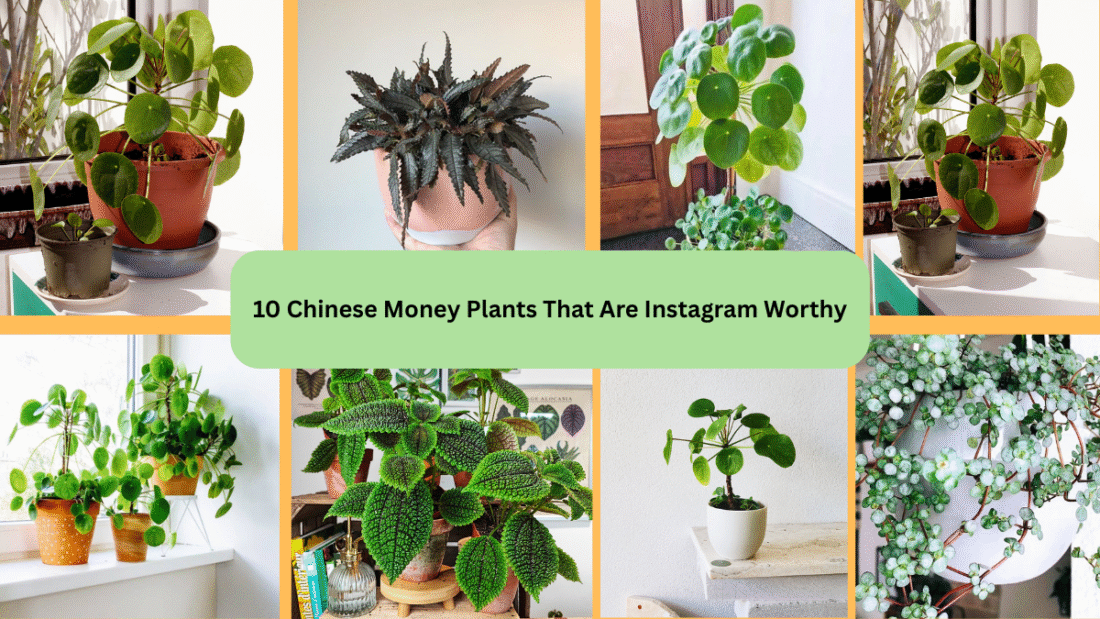 10 Chinese Money Plants That Are Instagram Worthy