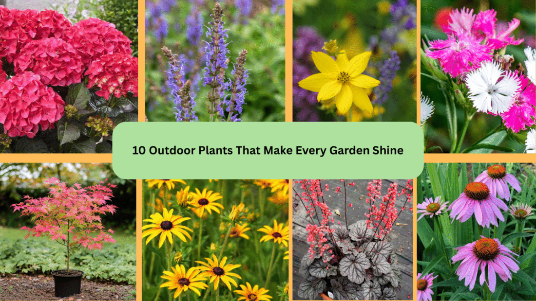 10 Outdoor Plants That Make Every Garden Shine