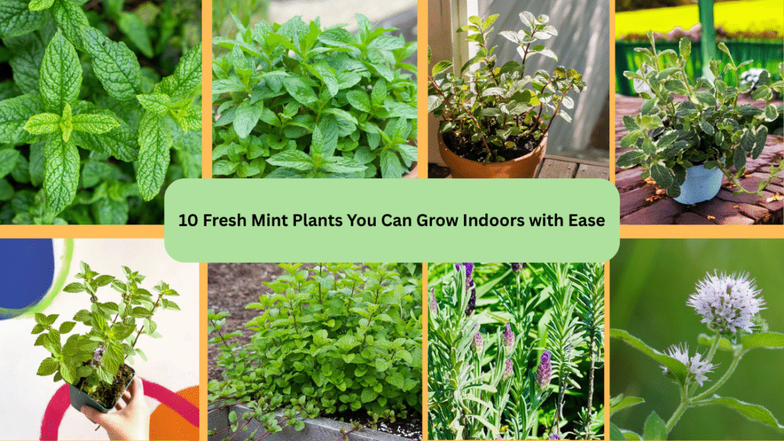 10 Fresh Mint Plants You Can Grow Indoors with Ease