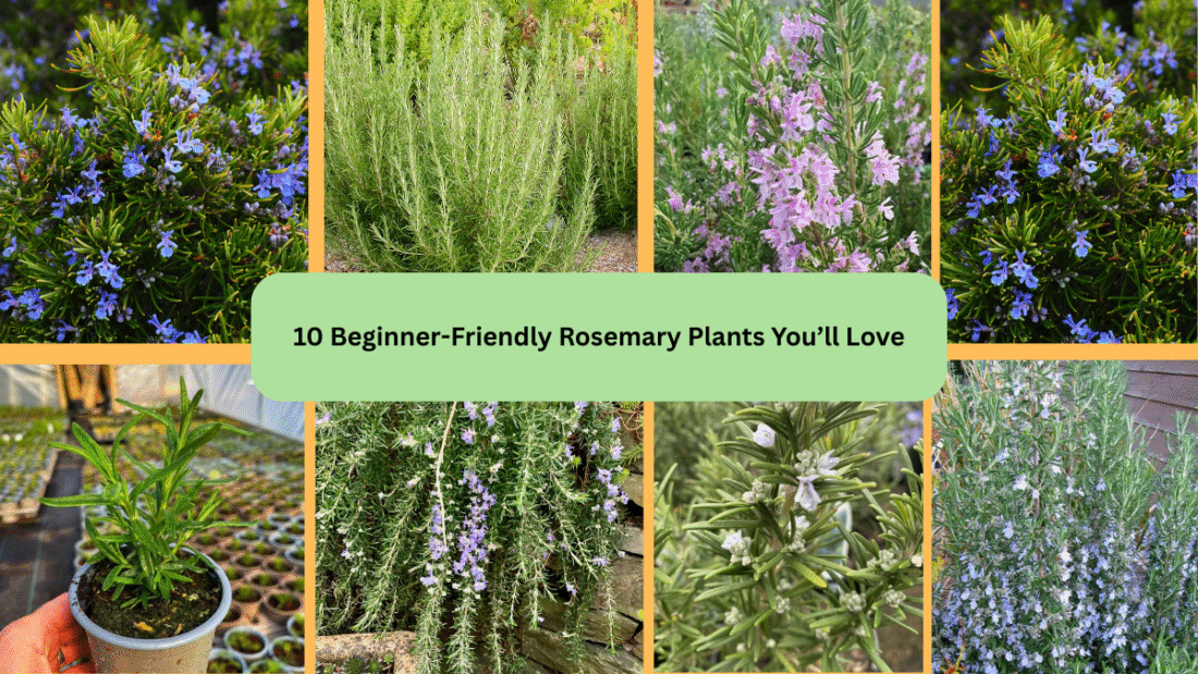 10 Beginner-Friendly Rosemary Plants You’ll Love