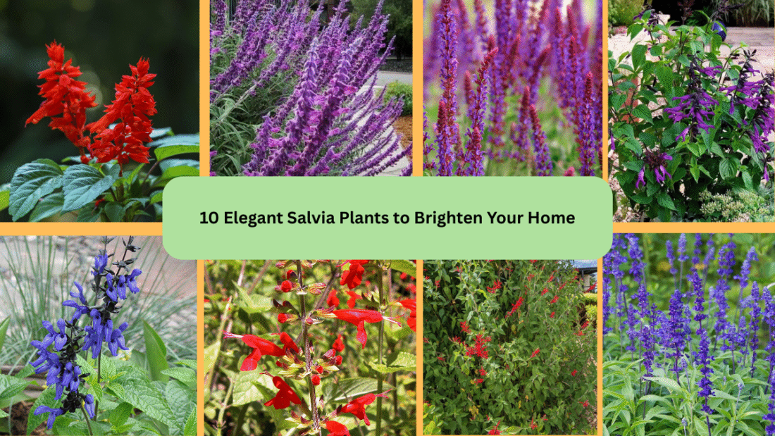 10 Elegant Salvia Plants to Brighten Your Home