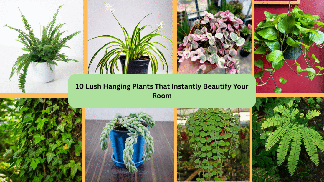 10 Lush Hanging Plants That Instantly Beautify Your Room