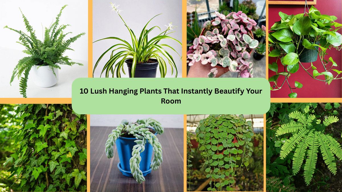 10 Lush Hanging Plants That Instantly Beautify Your Room