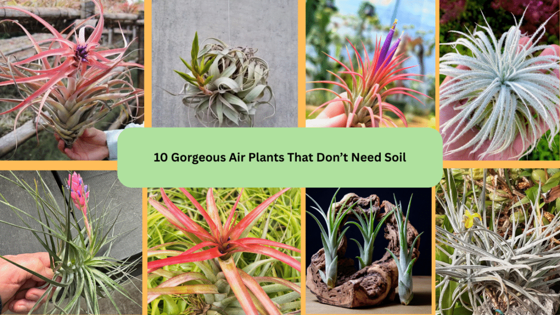 10 Gorgeous Air Plants That Don’t Need Soil