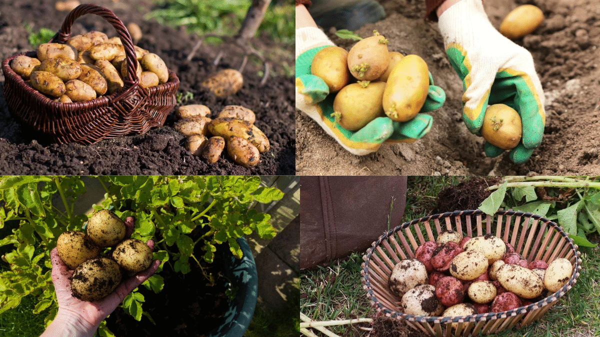 How to Plant and Care for Potatoes for a Bountiful Harvest
