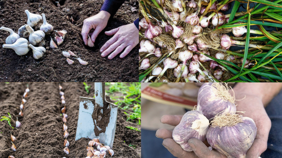 How to Plant Garlic for Maximum Yield: A Complete Guide