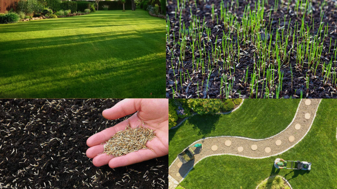 How to Plant Grass Seed for a Lush, Green Lawn: A Complete Guide
