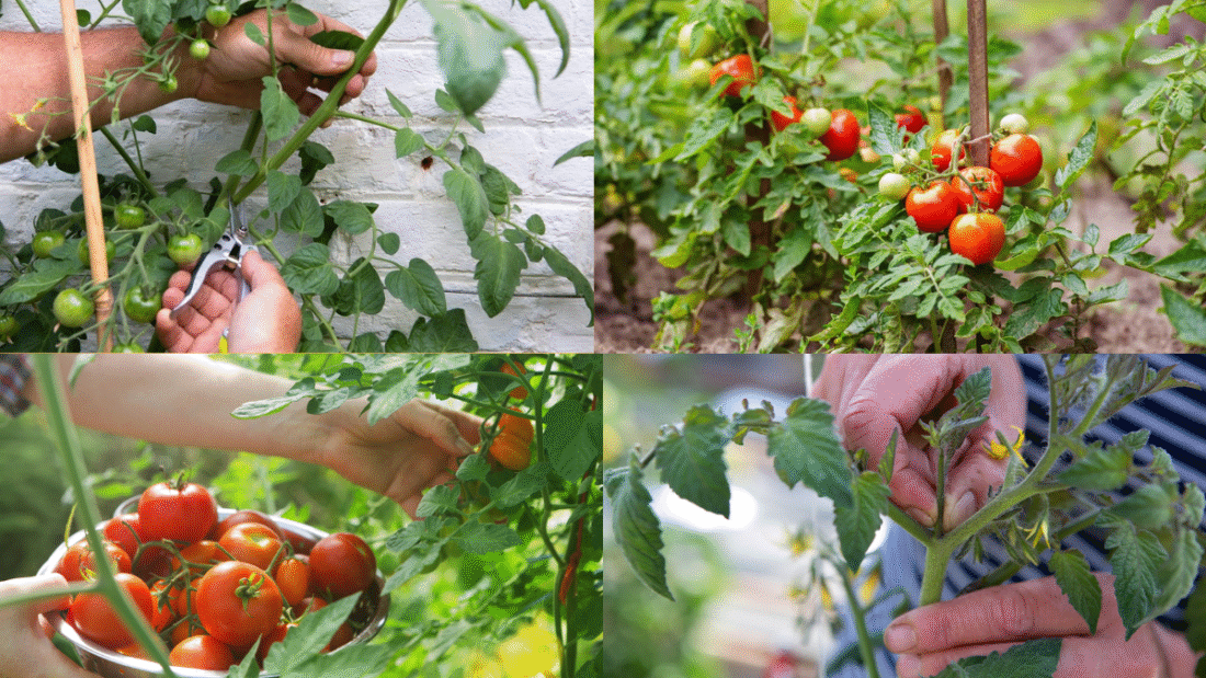 How to Prune Tomato Plants for Bigger, Better Fruit