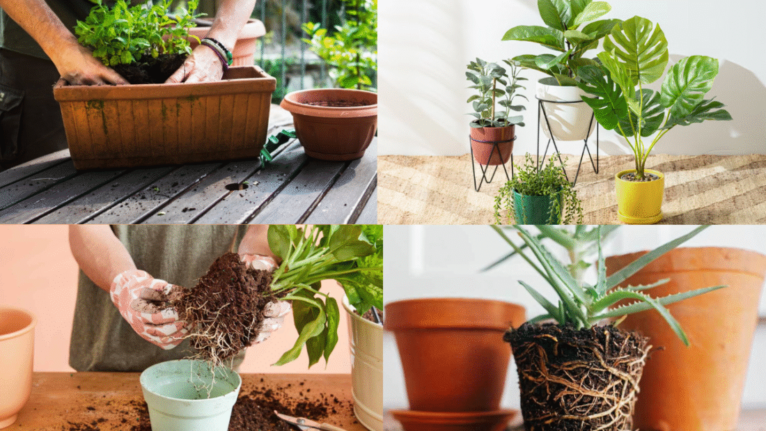 How to Repot a Plant for Healthy Growth and Vibrant Leaves