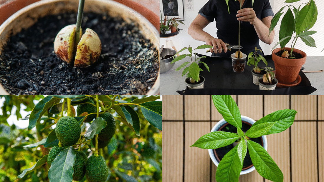 How to Plant an Avocado Seed and Watch it Grow into a Tree
