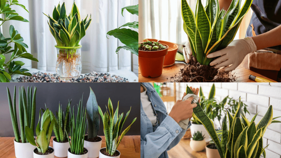 How to Propagate a Snake Plant and Expand Your Collection