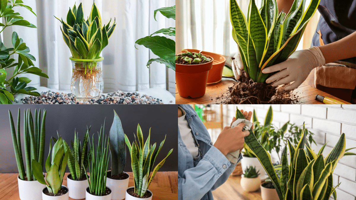 How to Propagate a Snake Plant and Expand Your Collection