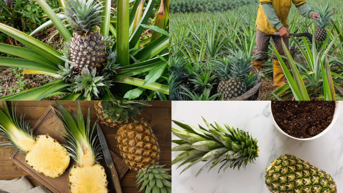 How to Plant a Pineapple for a Unique and Delicious Harvest