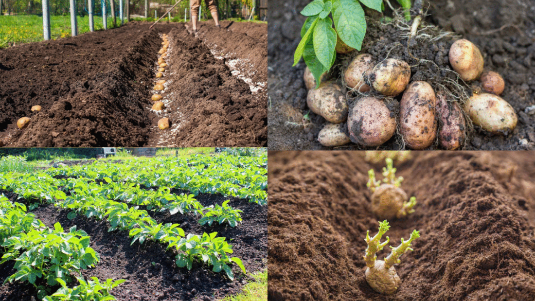 How Deep to Plant Potatoes for Best Results in Your Garden