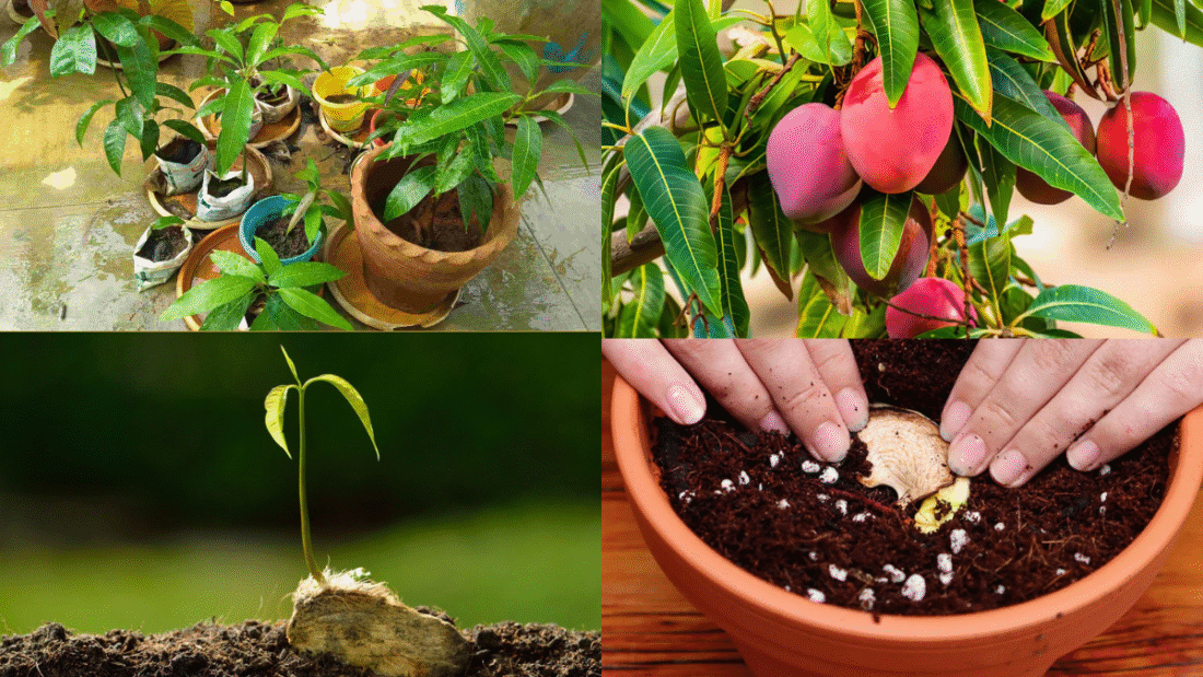 How to Plant a Mango Seed and Grow Your Own Tree