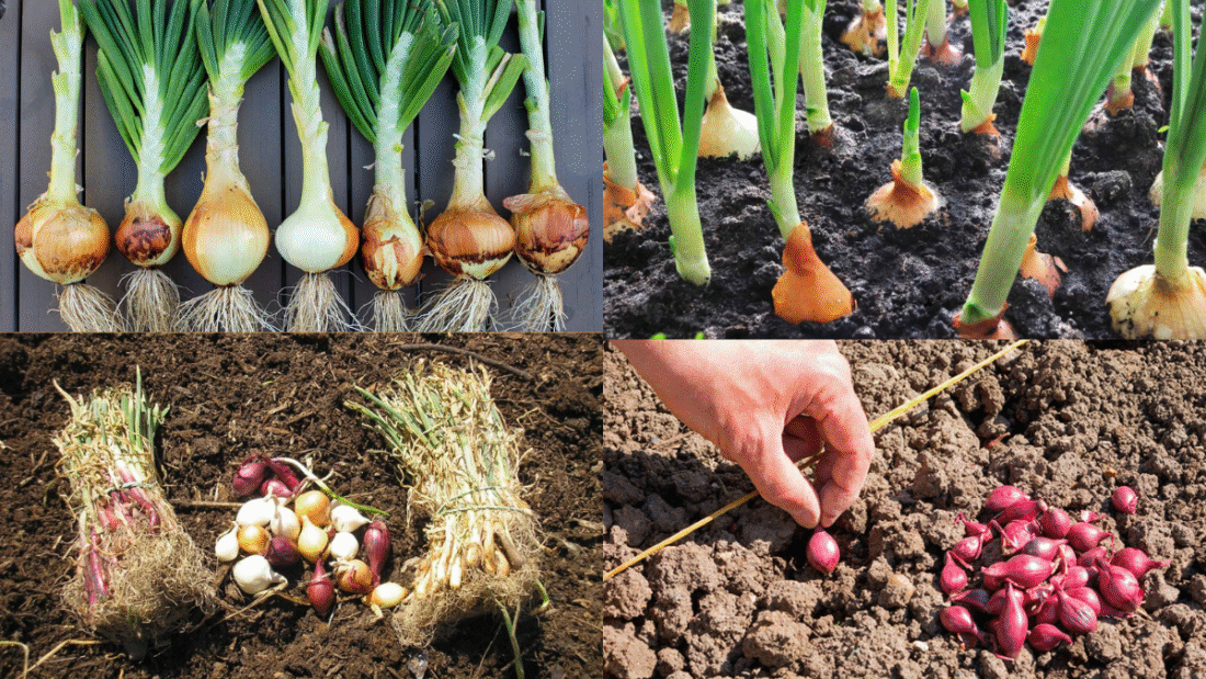How to Plant and Grow Onions for a Full Harvest