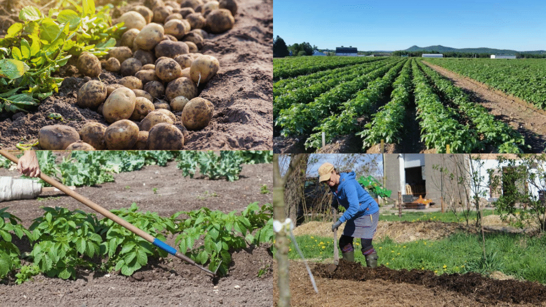 How to Plant Potatoes for Maximum Yields
