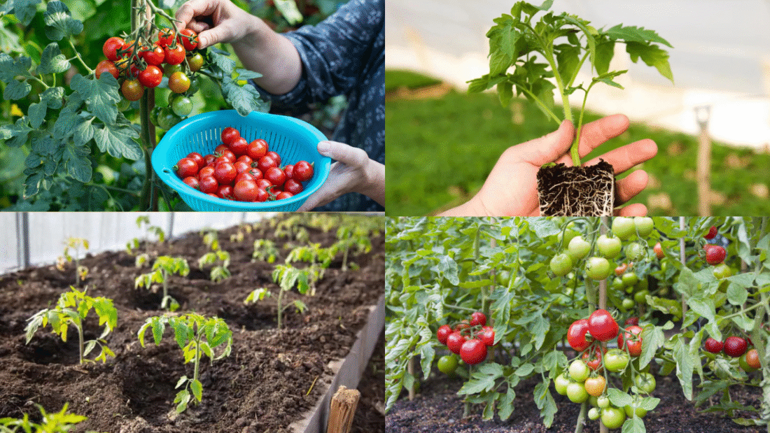 How Far Apart to Plant Tomatoes for the Best Crop