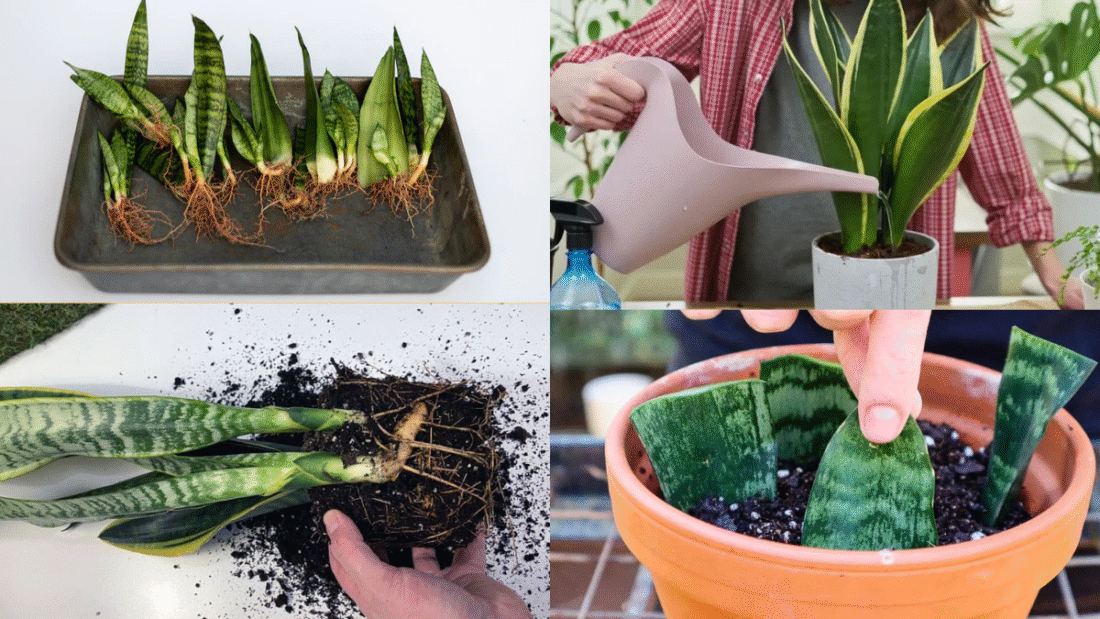 How Often to Water Your Snake Plant for Optimal Growth