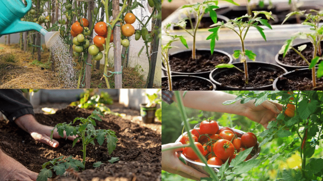 How Often to Water Tomato Plants for Lush, Juicy Fruit