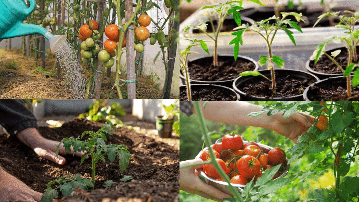 How Often to Water Tomato Plants for Lush, Juicy Fruit
