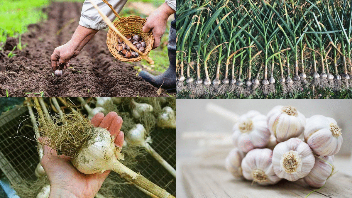 How to Plant Garlic Cloves for Strong, Flavorful Bulbs