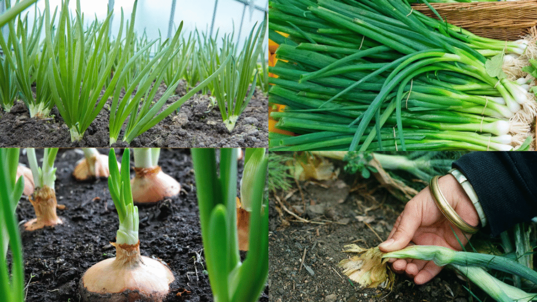 How to Plant Green Onions for a Continuous Supply