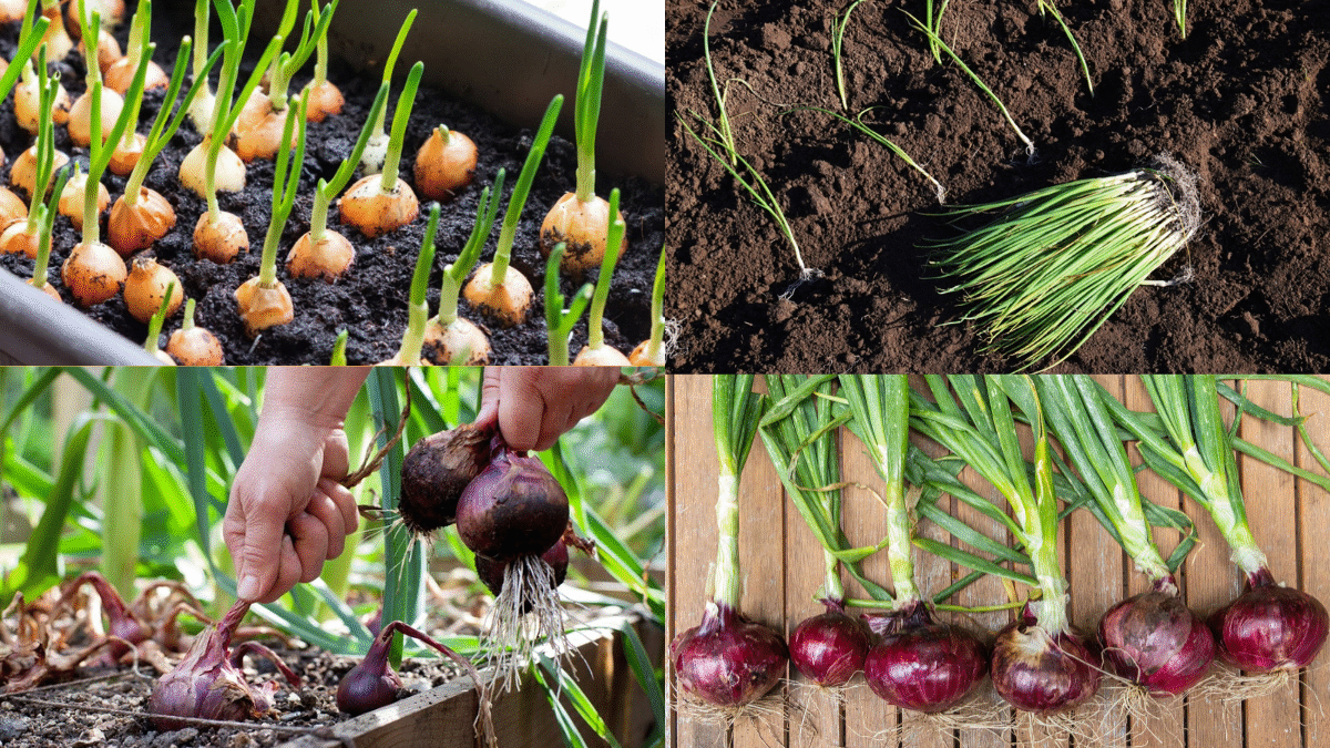 How to Plant Onion Sets for a Successful Harvest