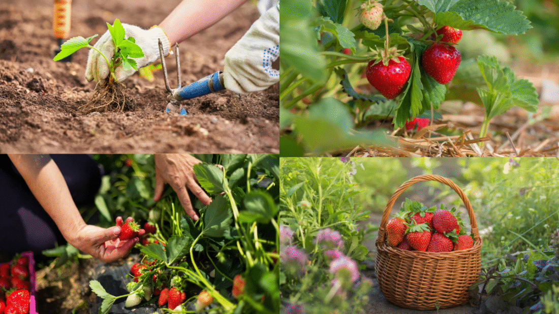 How to Plant Strawberries and Enjoy Sweet Berries All Season