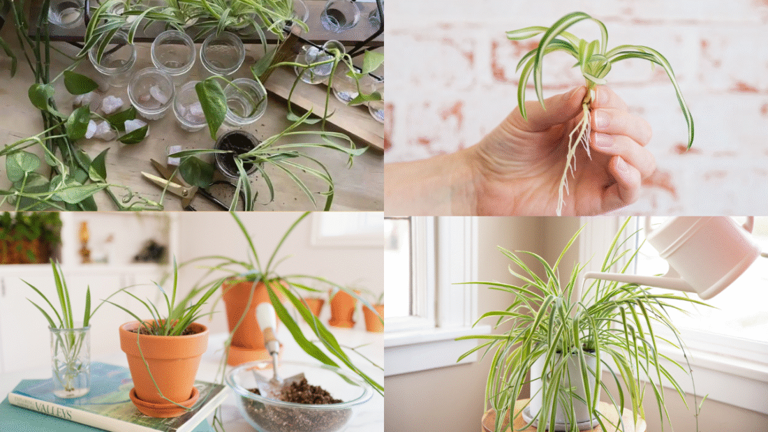 How to Propagate a Spider Plant and Grow Your Collection