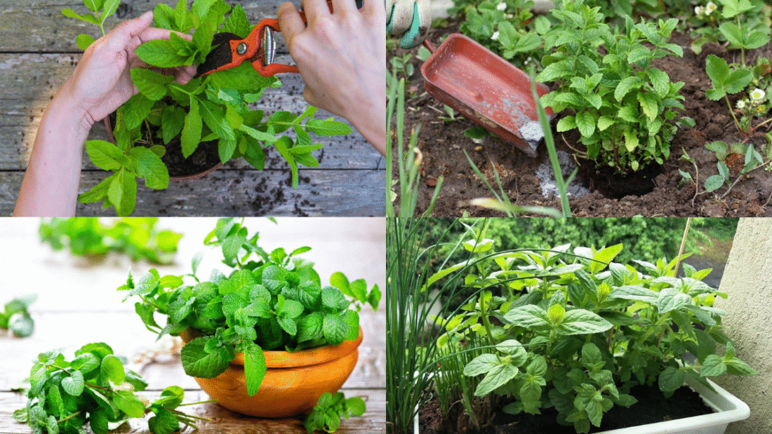 How to Plant Peppermint for a Refreshing Herb Garden