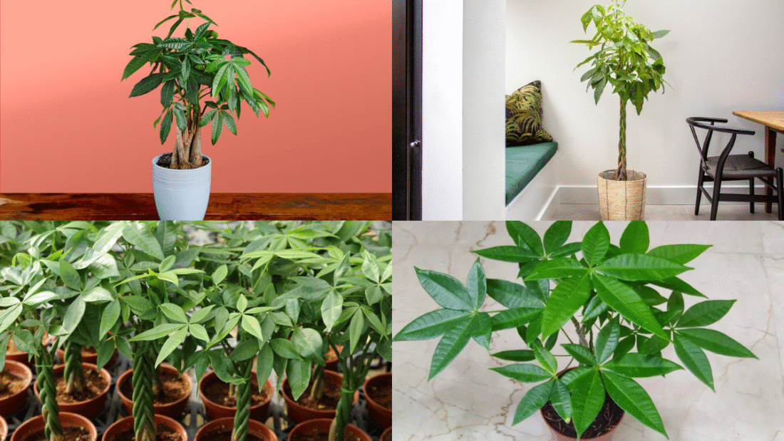 How to Care for a Money Tree Plant for Luck and Prosperity