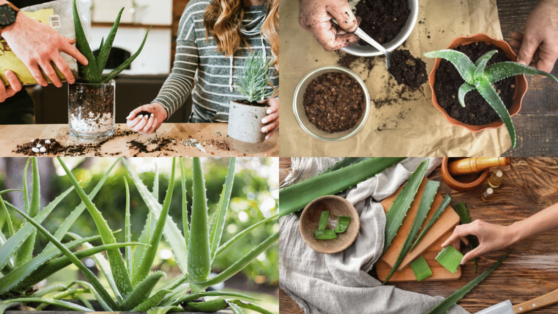 How to Care for Aloe Vera Plants for Healing and Beauty