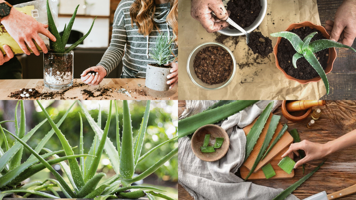 How to Care for Aloe Vera Plants for Healing and Beauty