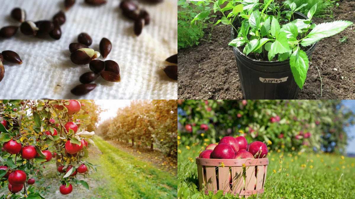 How to Plant Apple Seeds for a Future Orchard