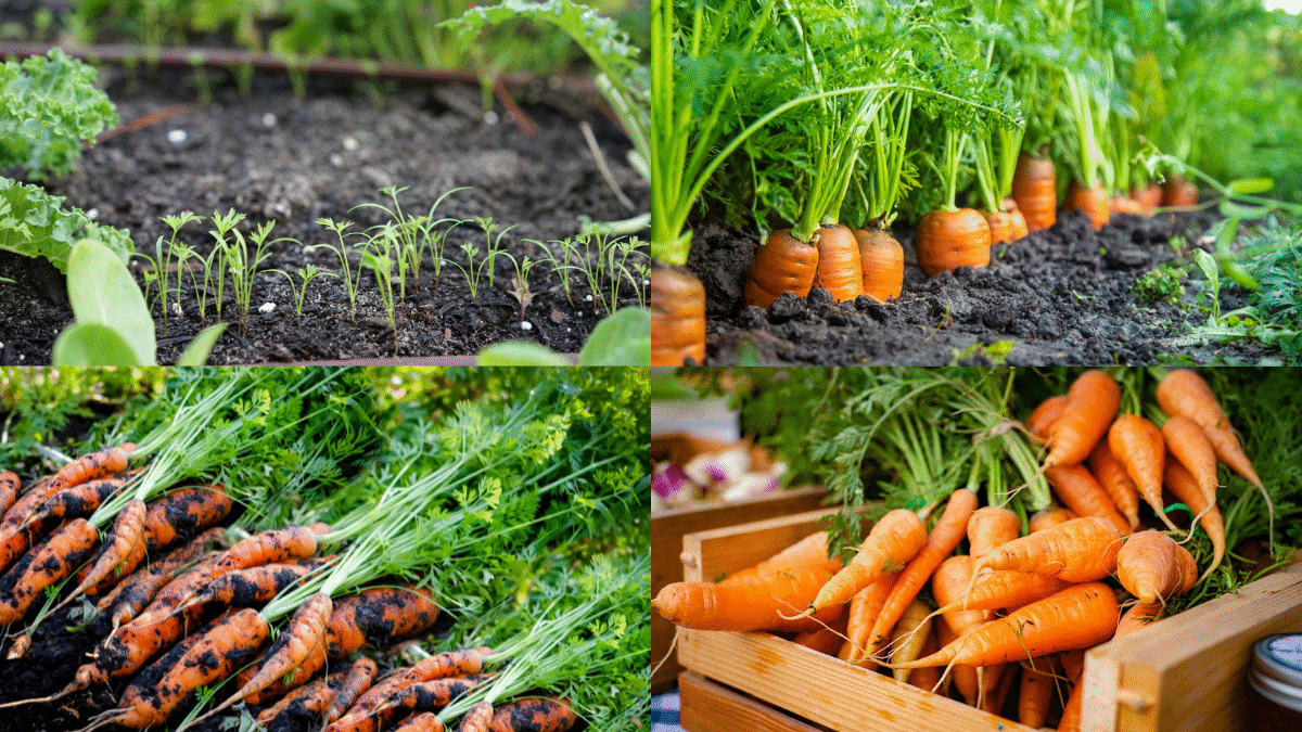 How to Plant Carrots for Sweet, Crunchy Veggies