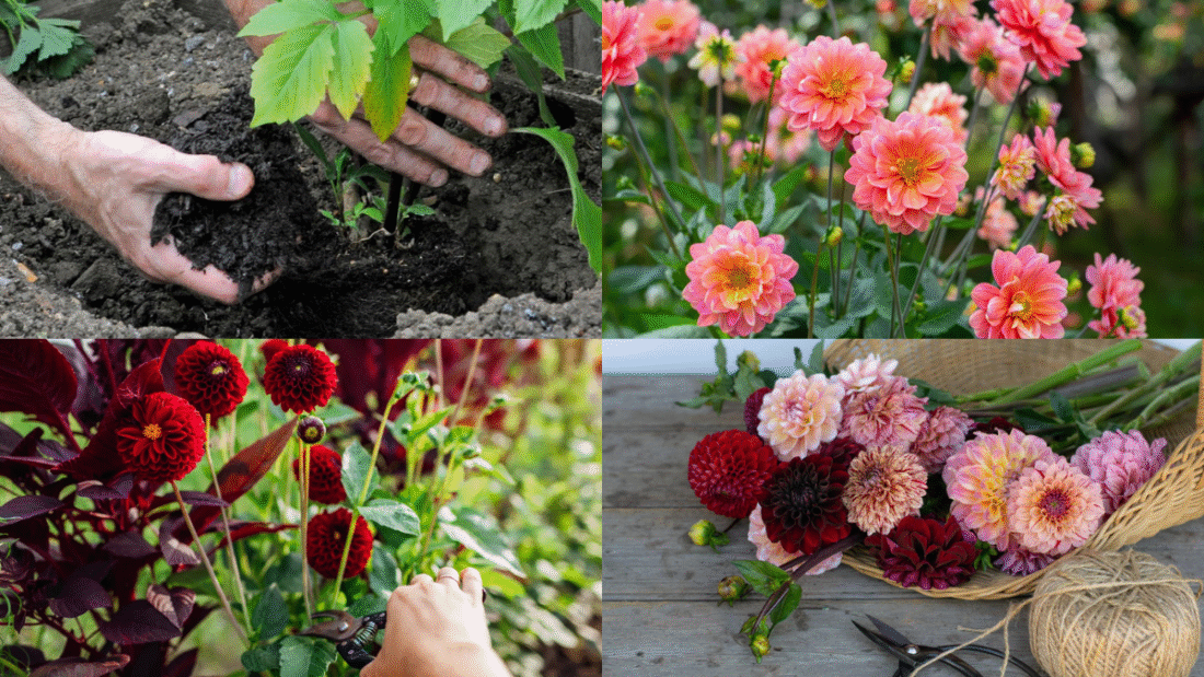 How to Plant Dahlia Tubers for Vibrant Flowers